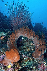 Banda Sea 2018 - DSC05734_rc - Coral and sponges